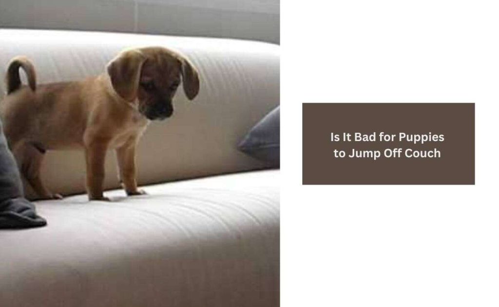 Is It Bad for Puppies to Jump Off Couch 