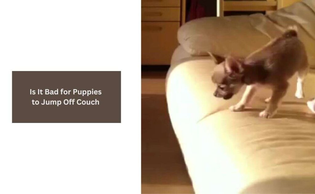 Is It Bad for Puppies to Jump Off Couch at Their Very Early Age