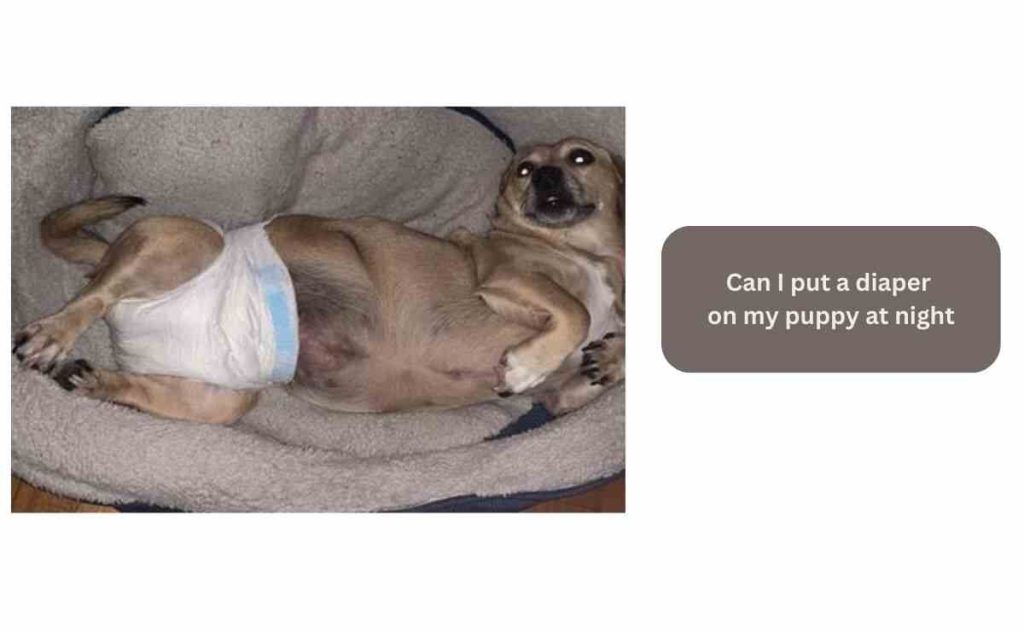 Can I put a diaper on my puppy at night