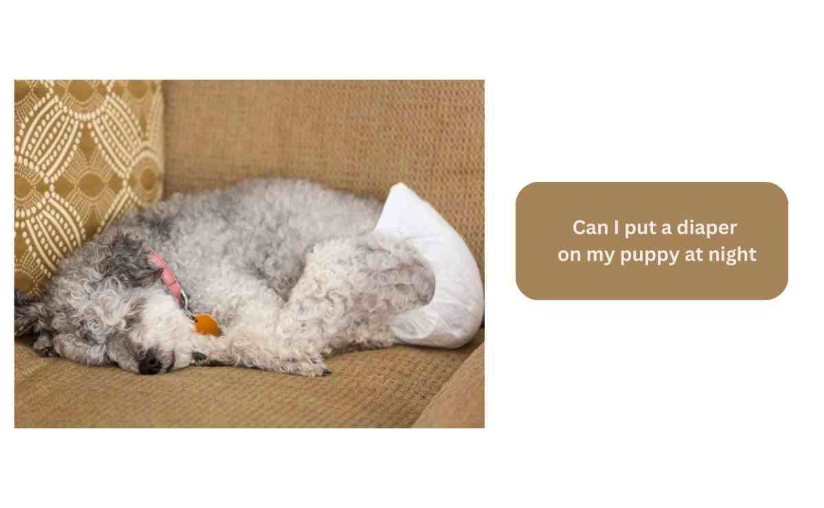Can I put a diaper on my puppy at night