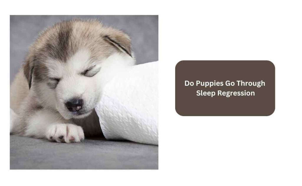 Do Puppies Go Through Sleep Regression