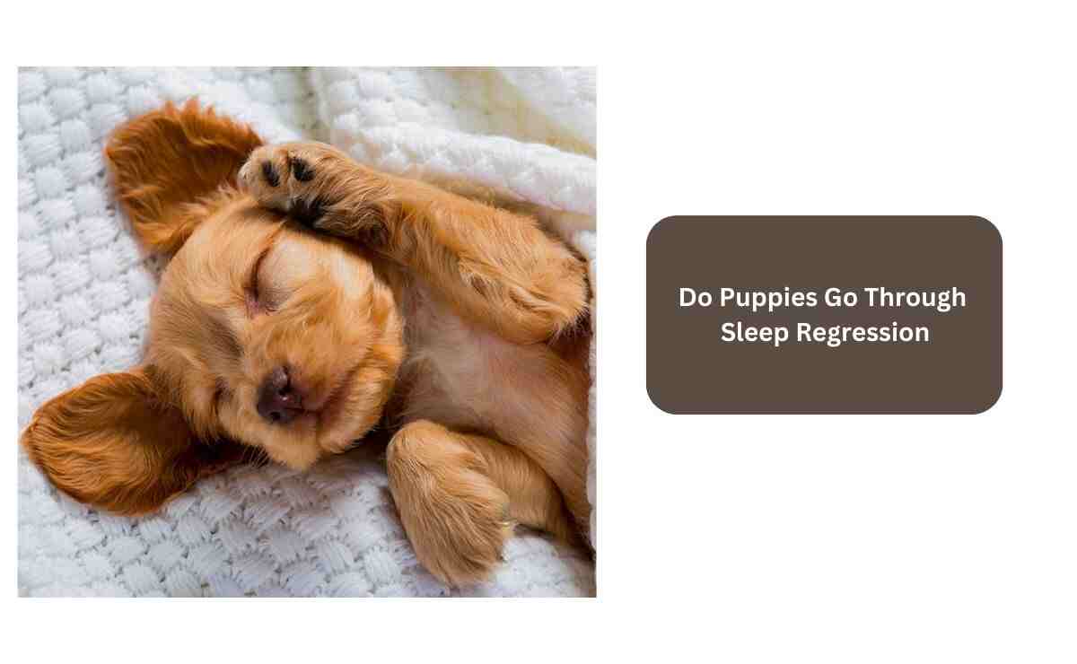 Do Puppies Go Through Sleep Regression