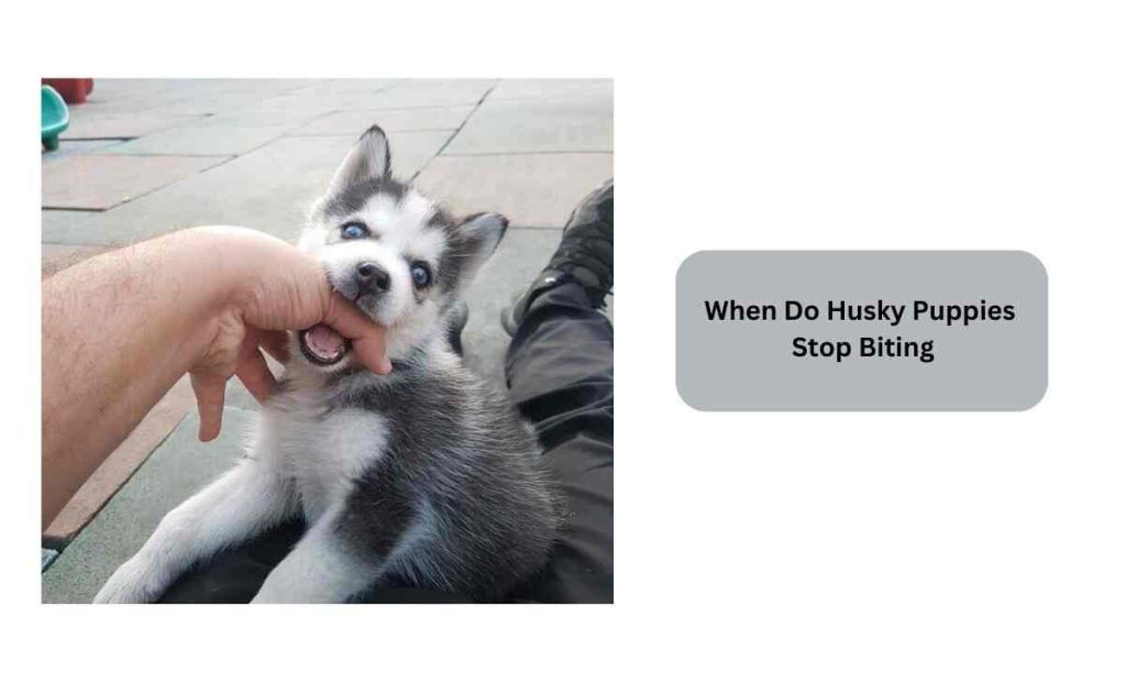 When Do Husky Puppies Stop Biting