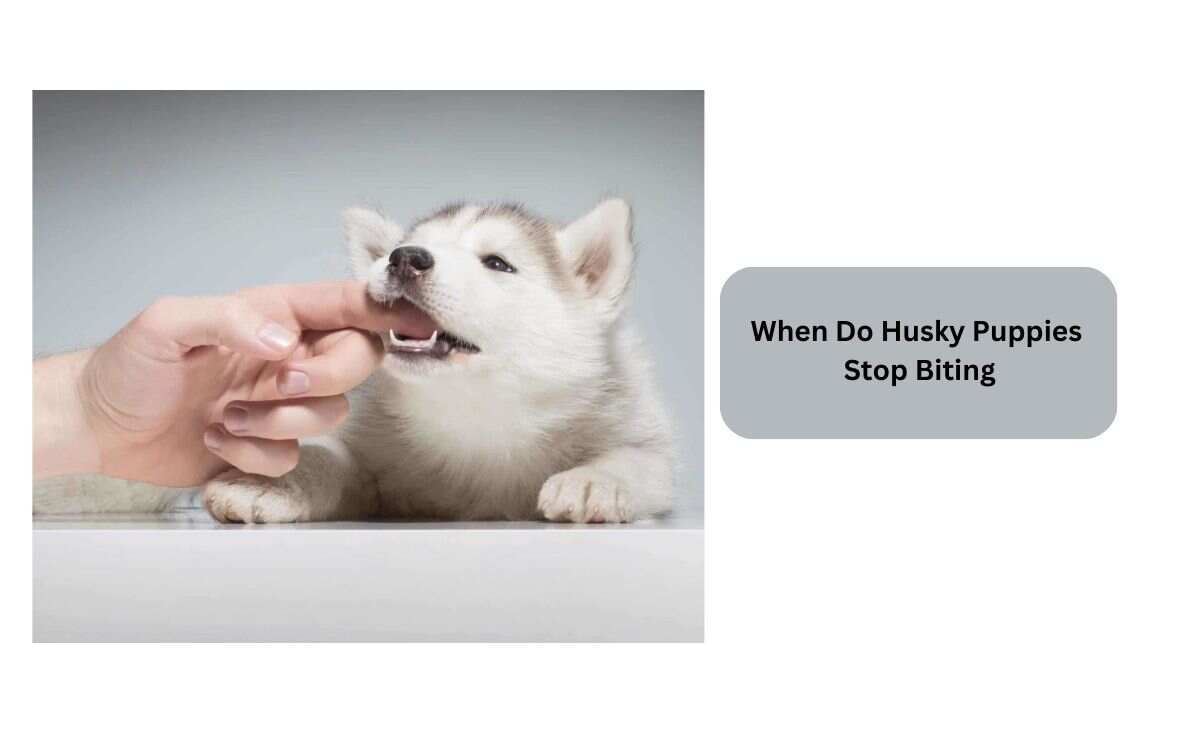 When Do Husky Puppies Stop Biting