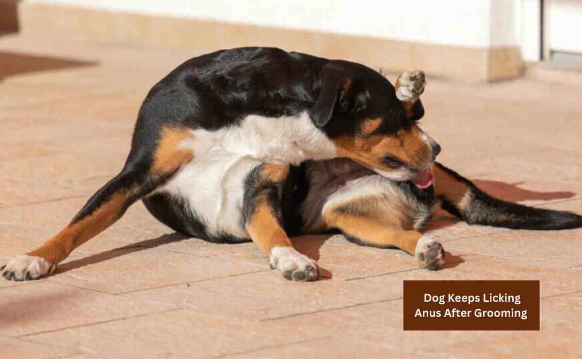 Dog Keeps Licking Anus After Grooming