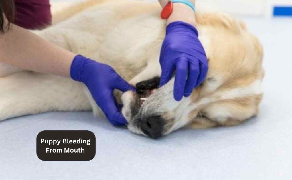 Puppy Bleeding From Mouth 