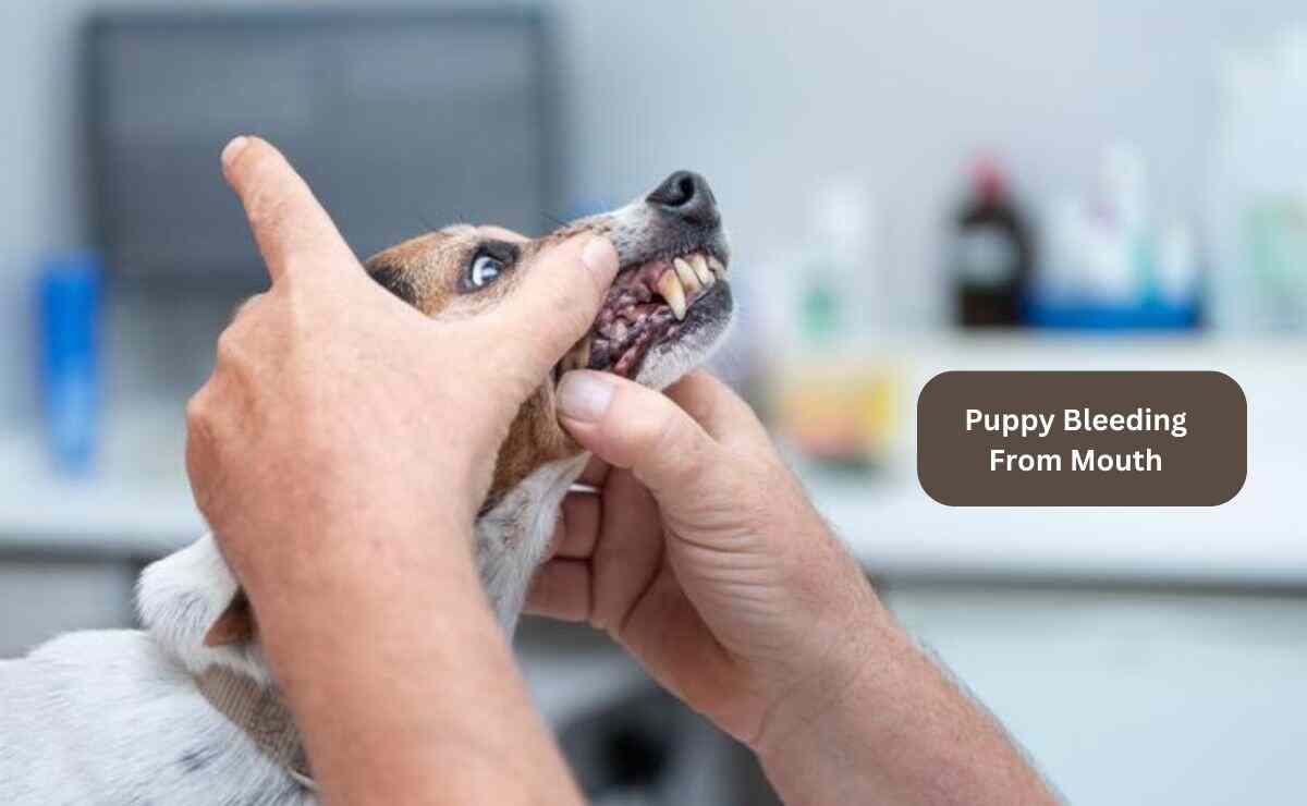 Puppy Bleeding From Mouth