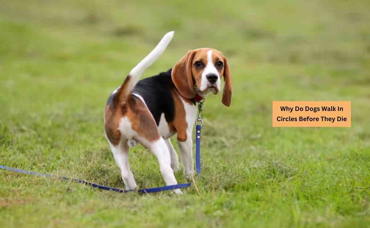 Why Do Dogs Walk In Circles Before They Die? Puppy Aware