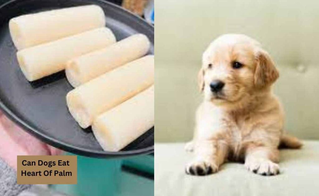 Can Dogs Eat Heart Of Palm
