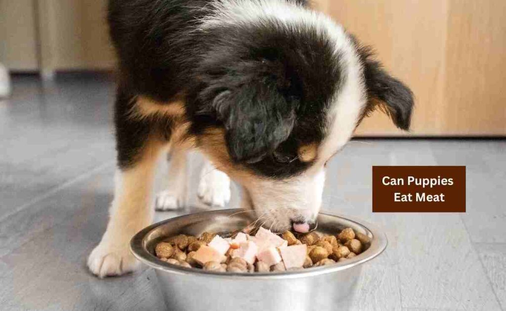 Can Puppies Eat Meat? Yes, with Conditions Puppy Aware