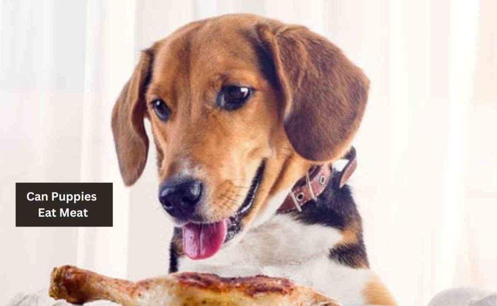 Can Puppies Eat Meat? Yes, with Conditions Puppy Aware