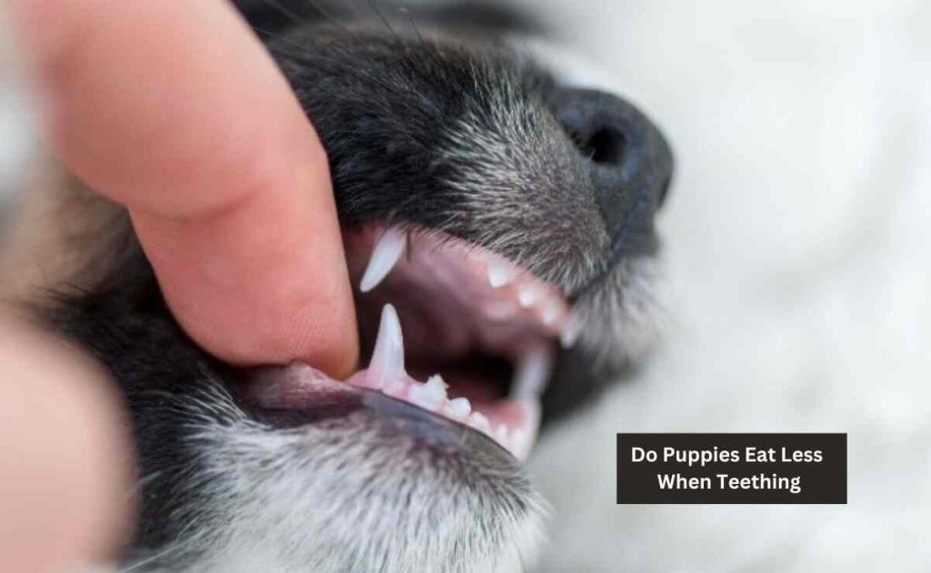 Do Puppies Eat Less When Teething