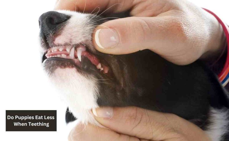 Do Puppies Eat Less When Teething
