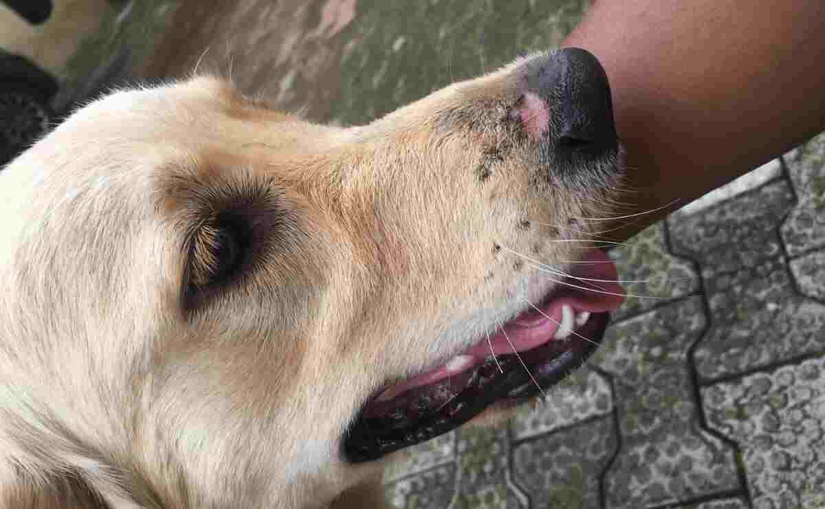 My Dog Scraped His Nose Will It Turn Black Again? Puppy Aware