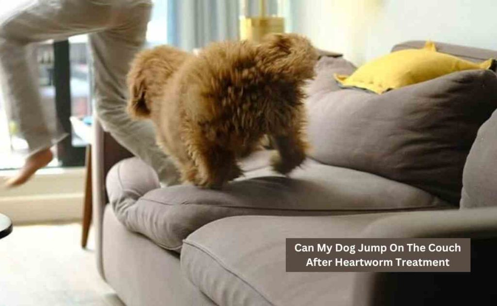 Can My Dog Jump On The Couch After Heartworm Treatment