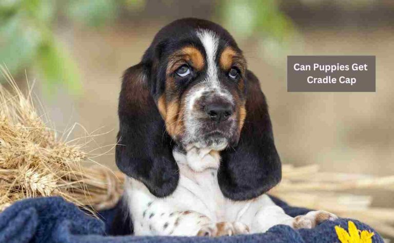 Can Puppies Get Cradle Caps