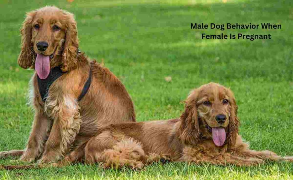 Male Dog Behavior When Female Is Pregnant