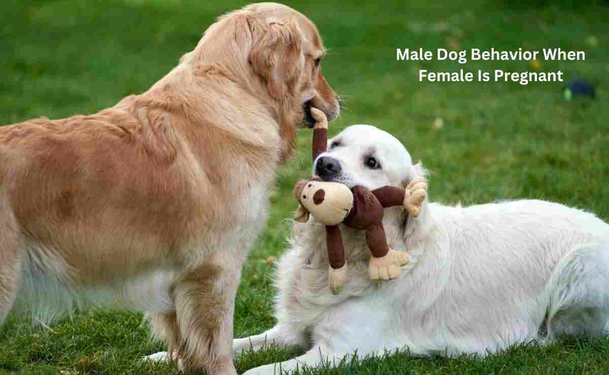 Male Dog Behavior When Female Is Pregnant