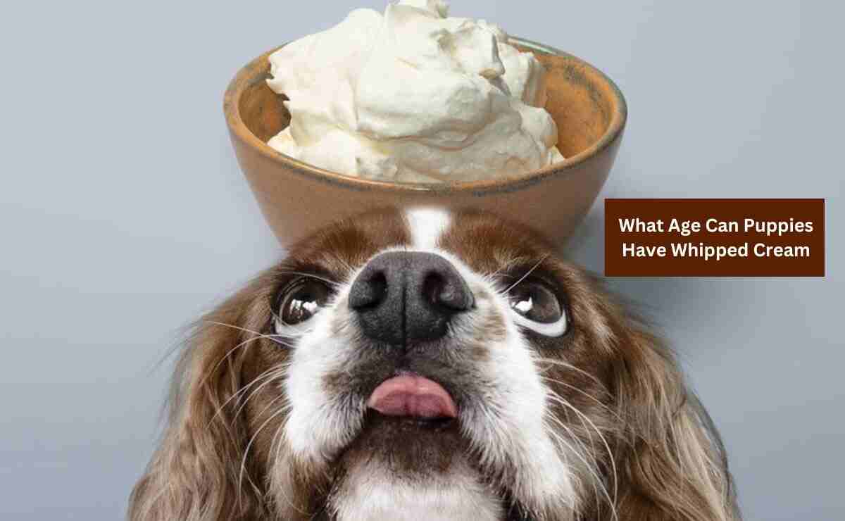 What Age Can Puppies Have Whipped Cream