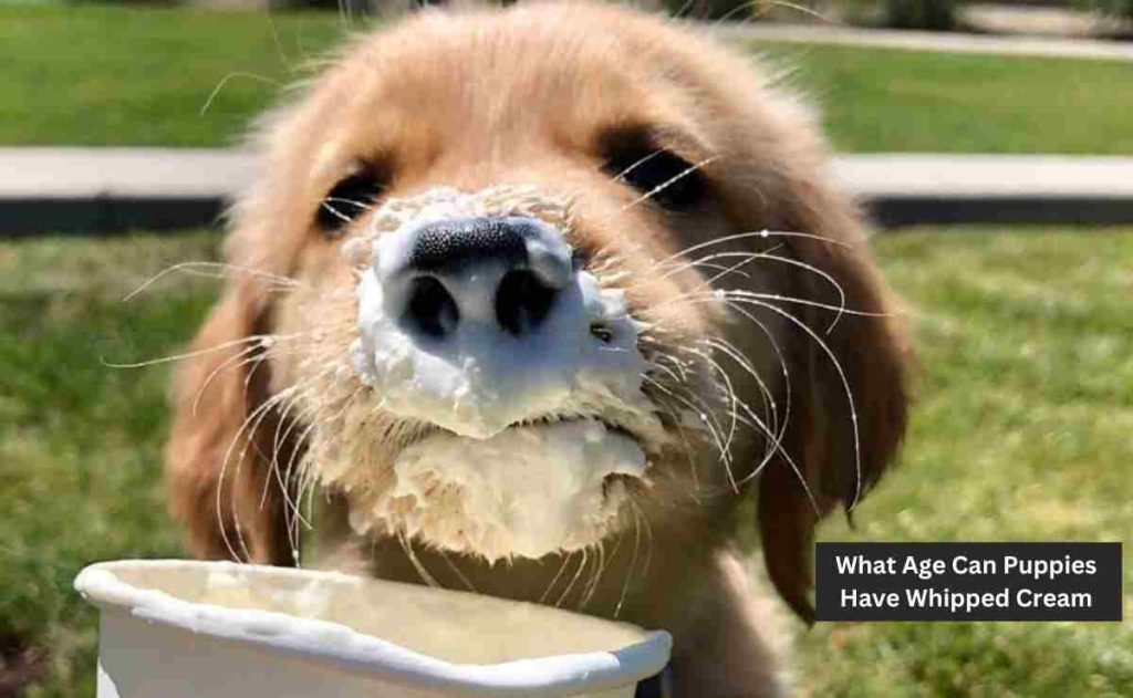What Age Can Puppies Have Whipped Cream
