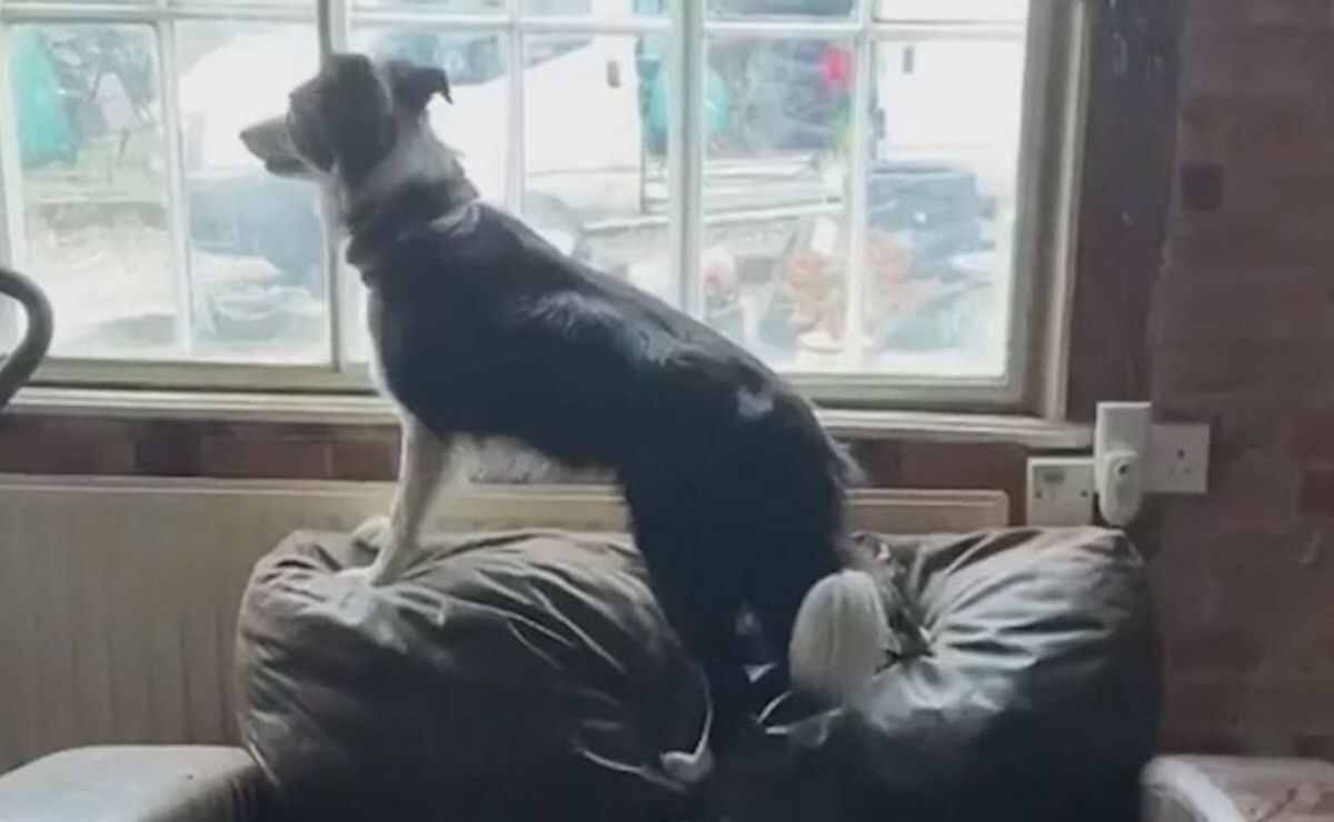 Can My Dog Jump On The Couch After Heartworm Treatment? | Puppy Aware