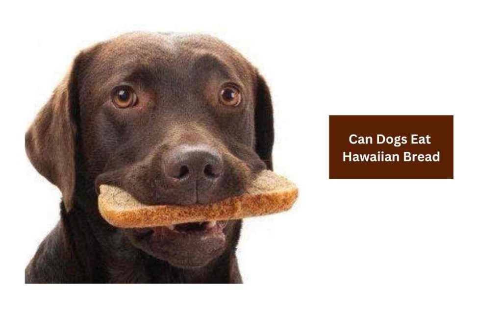 Can Dogs Eat Hawaiian Bread