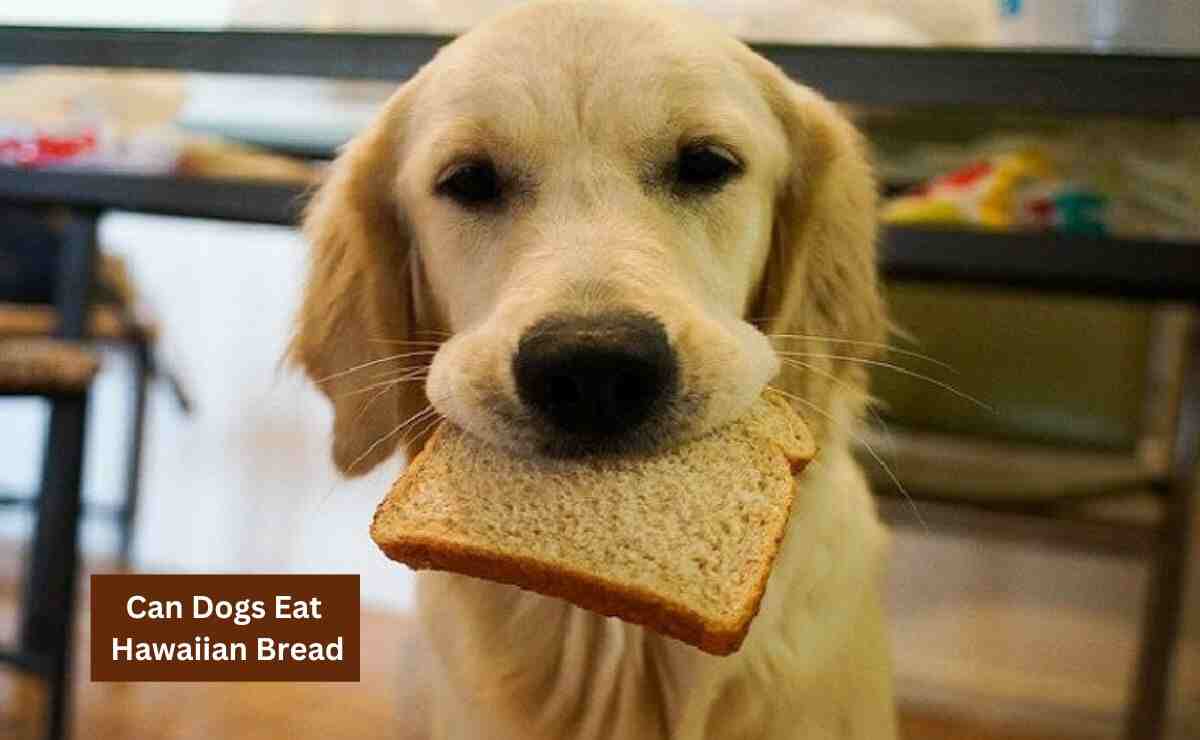Can Dogs Eat Hawaiian Bread