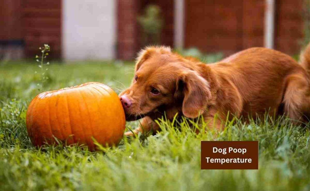 Dog Poop Temperature