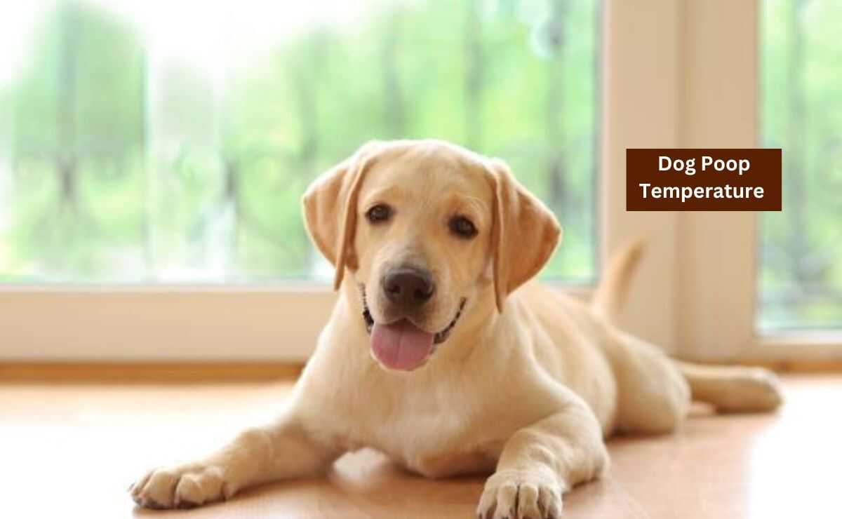 Dog Poop Temperature