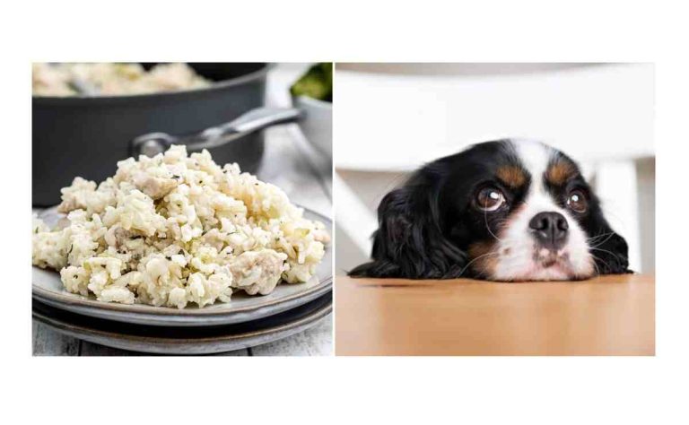 How Long Till A Dog Poops After Chicken And Rice