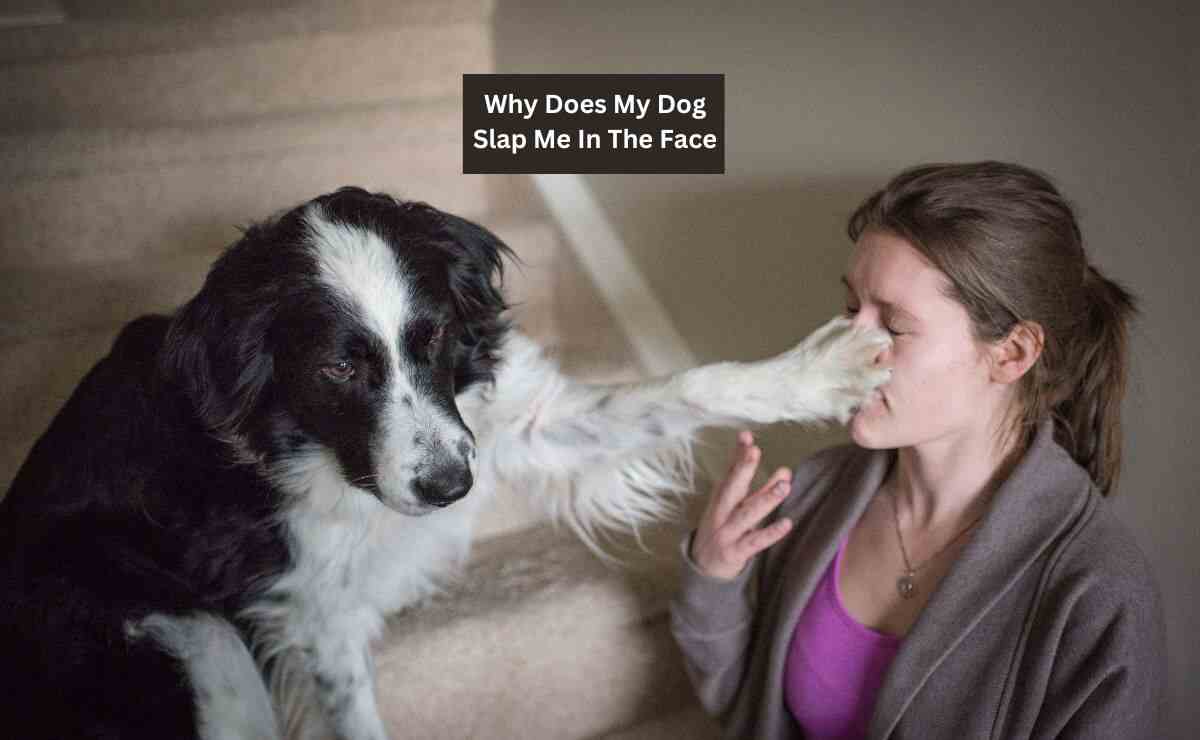 Why Does My Dog Slap Me In The Face