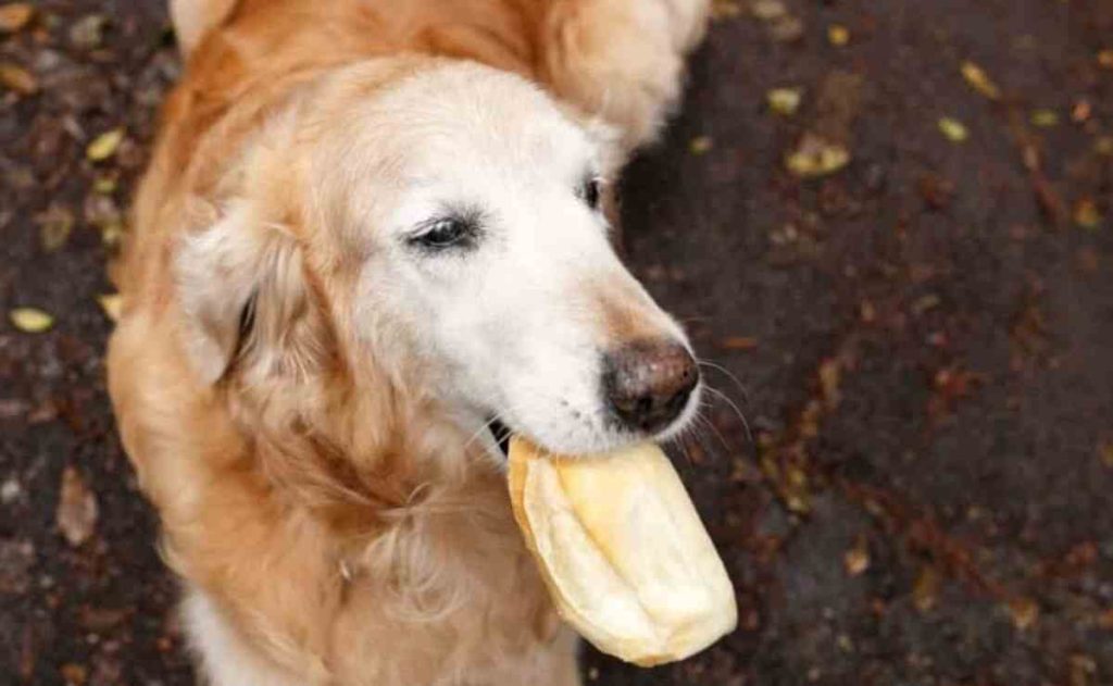 can dogs have hawaiian rolls