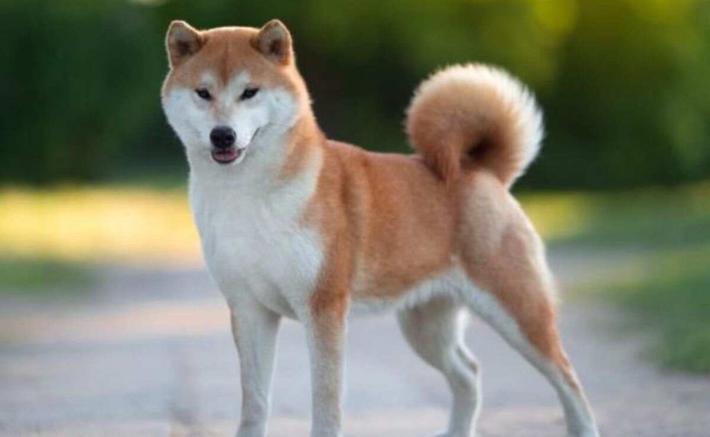 dogs poop cold