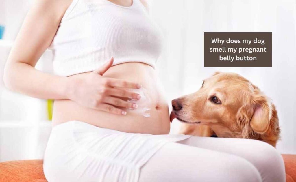 why does my dog smell my pregnant belly button