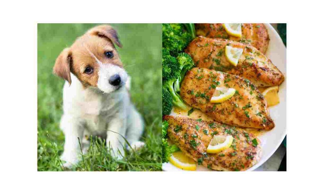 Can Dogs Eat Lemon Pepper