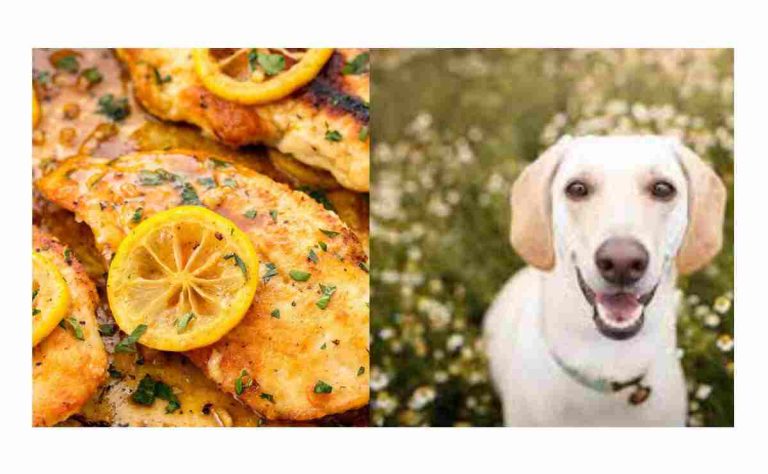 Can Dogs Eat Lemon Pepper Chicken