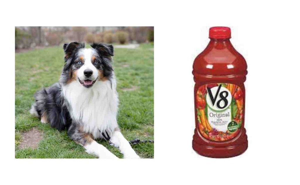 Can Dogs Have V8 Juice