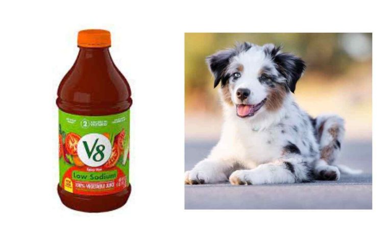 Can Dogs Have V8 Juice
