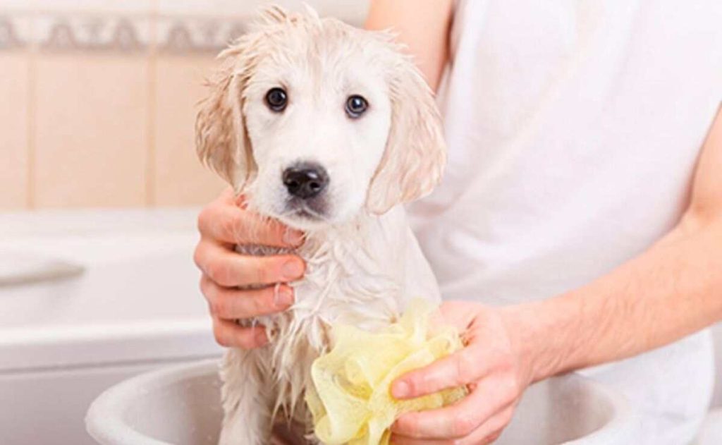 Can I Bathe My Puppy After Vaccination