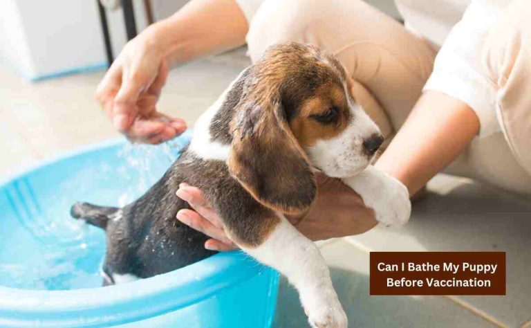 Can I Bathe My Puppy Before Vaccination