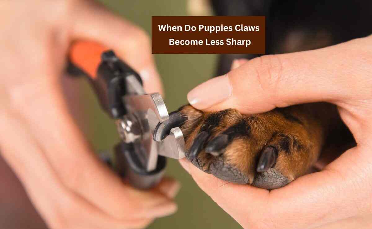 When Do Puppies Claws Become Less Sharp