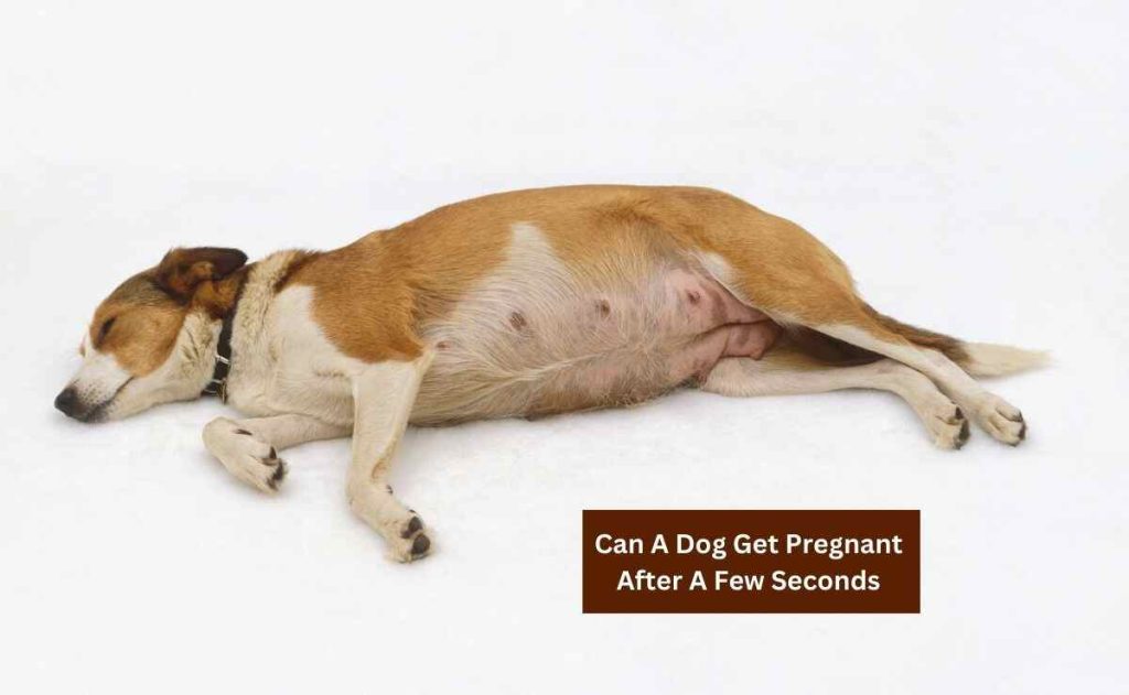 Can A Dog Get Pregnant After A Few Seconds
