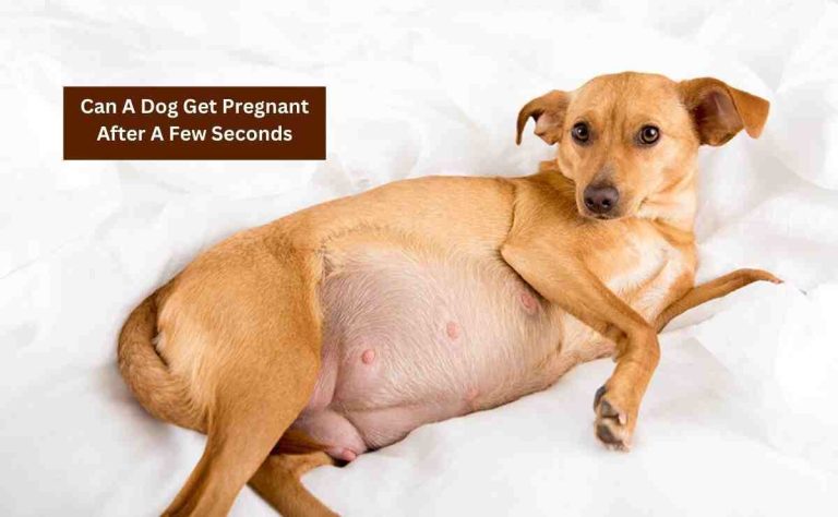 Can A Dog Get Pregnant After A Few Seconds