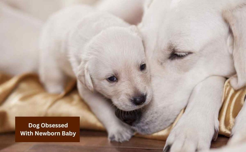 Dog Obsessed With Newborn Baby