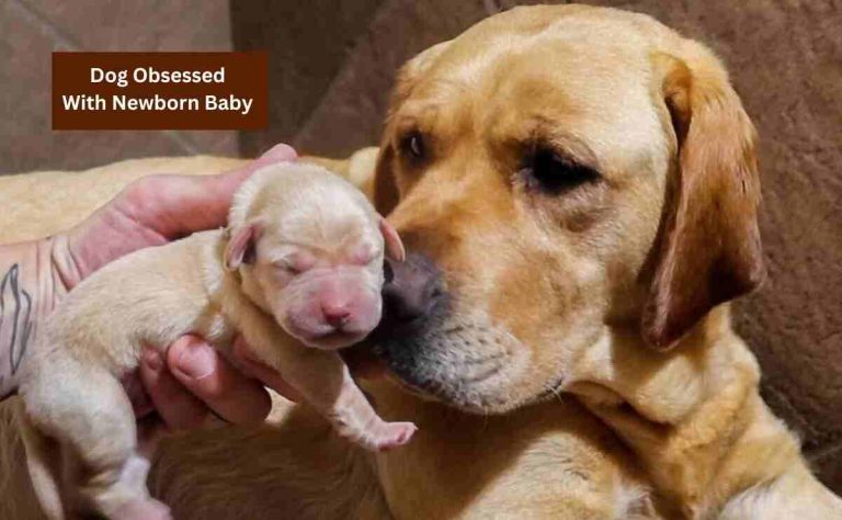 Dog Obsessed With Newborn Baby