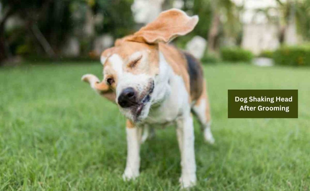 Dog Shaking Head After Grooming