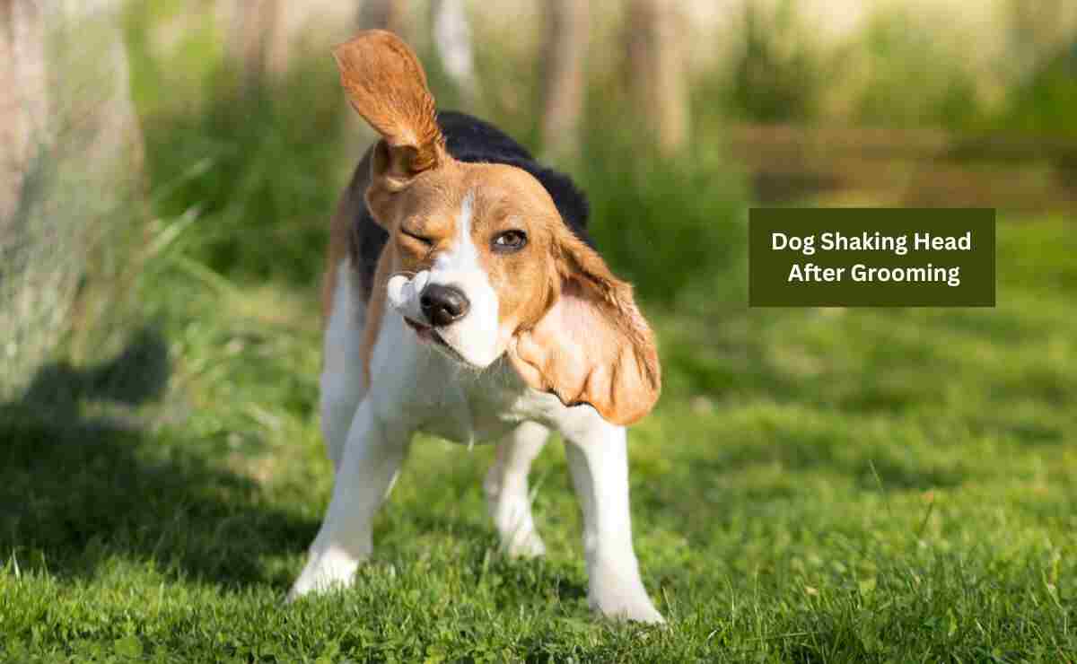 Dog Shaking Head After Grooming