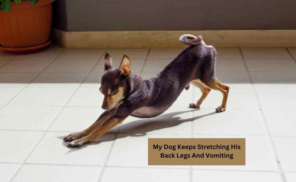 My Dog Keeps Stretching His Back Legs And Vomiting