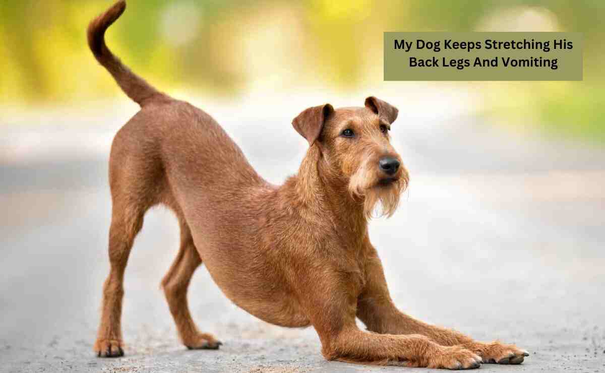 My Dog Keeps Stretching His Back Legs And Vomiting