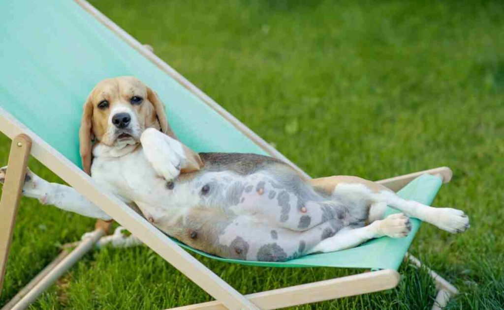 can a dog get pregnant after giving birth